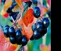 Черноплодная рябина – красота и польза «в одном флаконе»