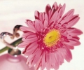 15 лучших цветочных ароматов для женщин